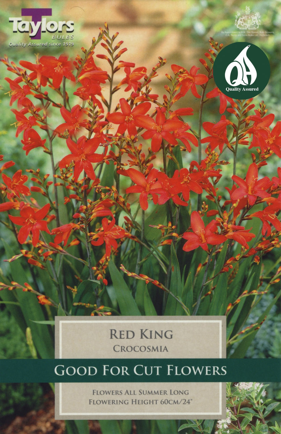 Crocosmia Red King 10 - Bulbs - Windyridge Garden Centre