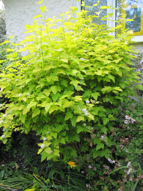 Physocarpus opulus Darts Gold