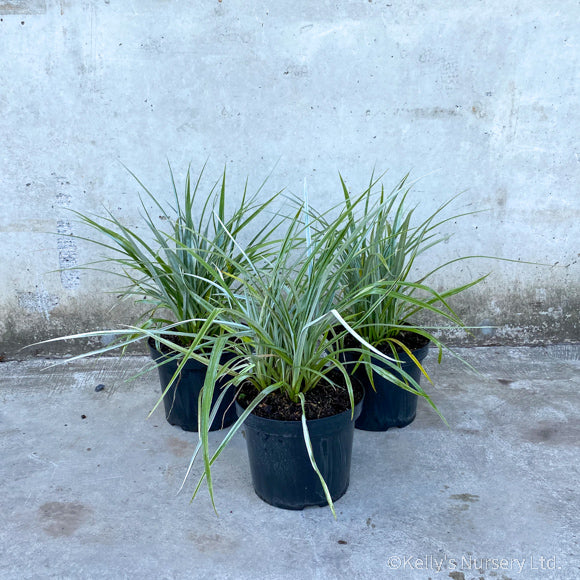 Astelia Chathamica Silver Spear - Herbaceous - Windyridge Garden Centre