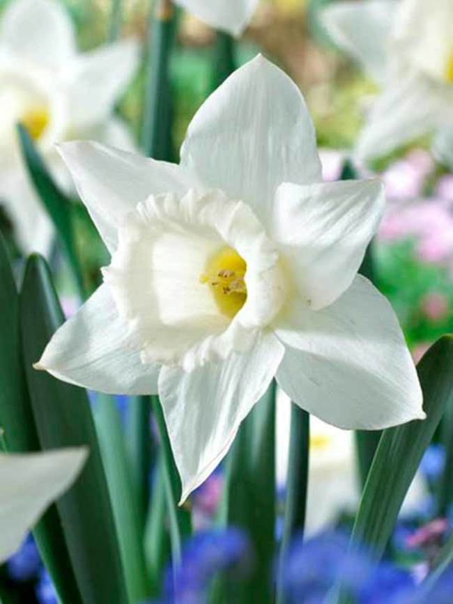 NARCISSUS MOUNT HOOD 6