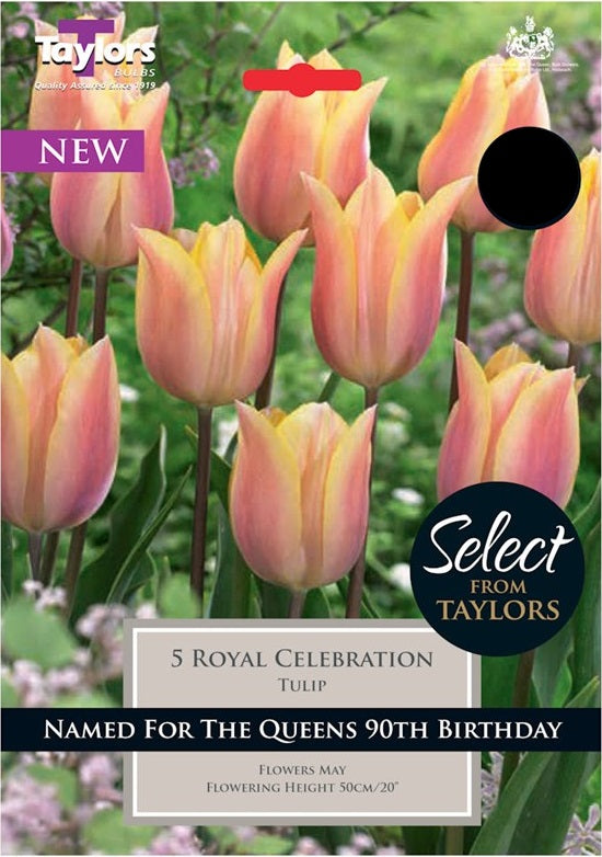 TULIP ROYAL CELEBRATION 7