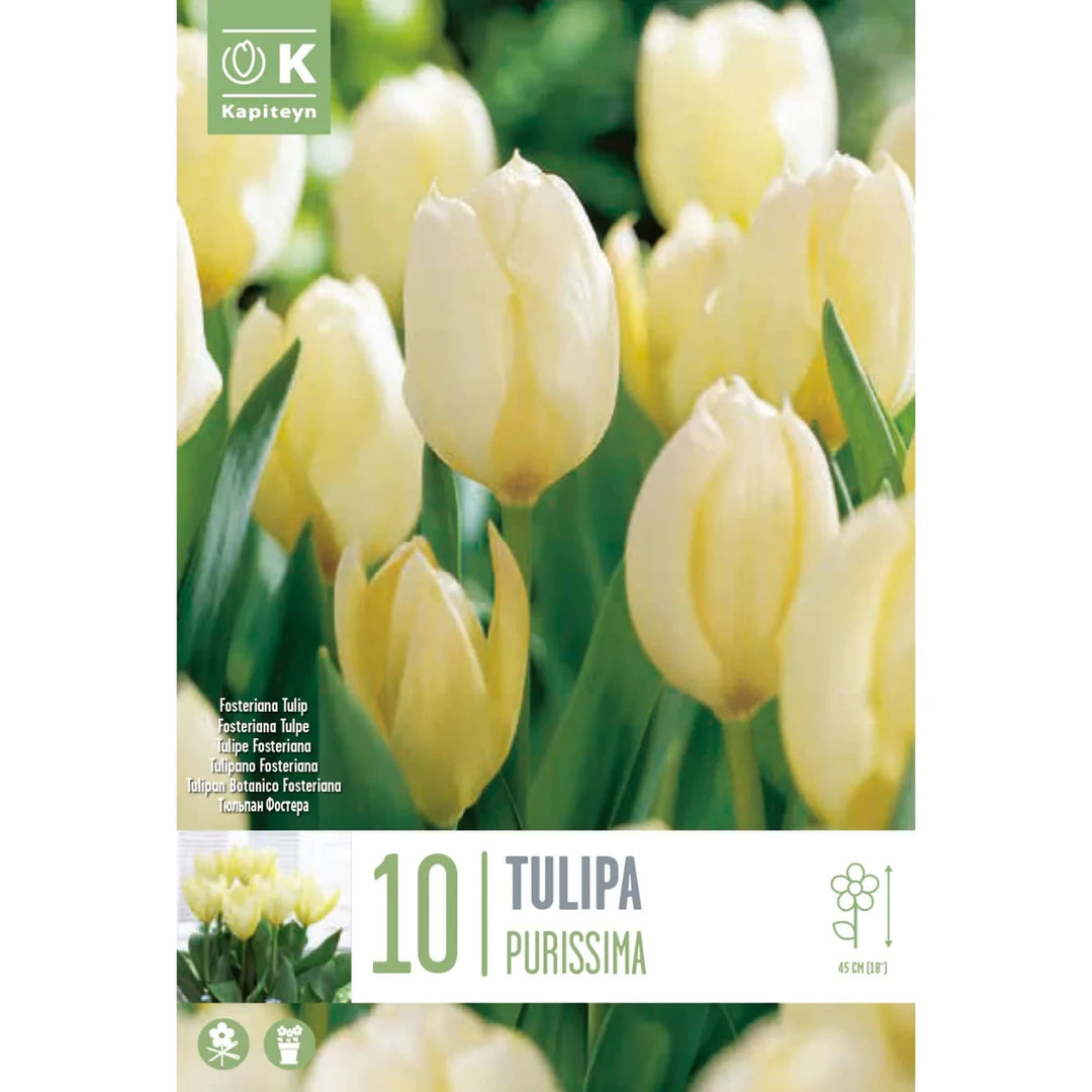 TULIPA PURISSIMA 10 Bulbs