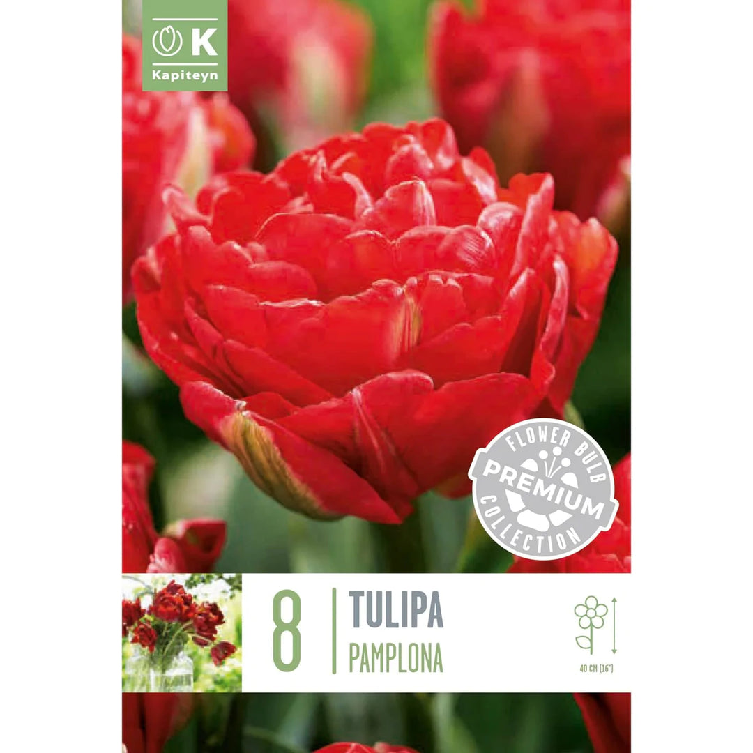 PREMIUM TULIPS DOUBLE LATE PAMPLONA