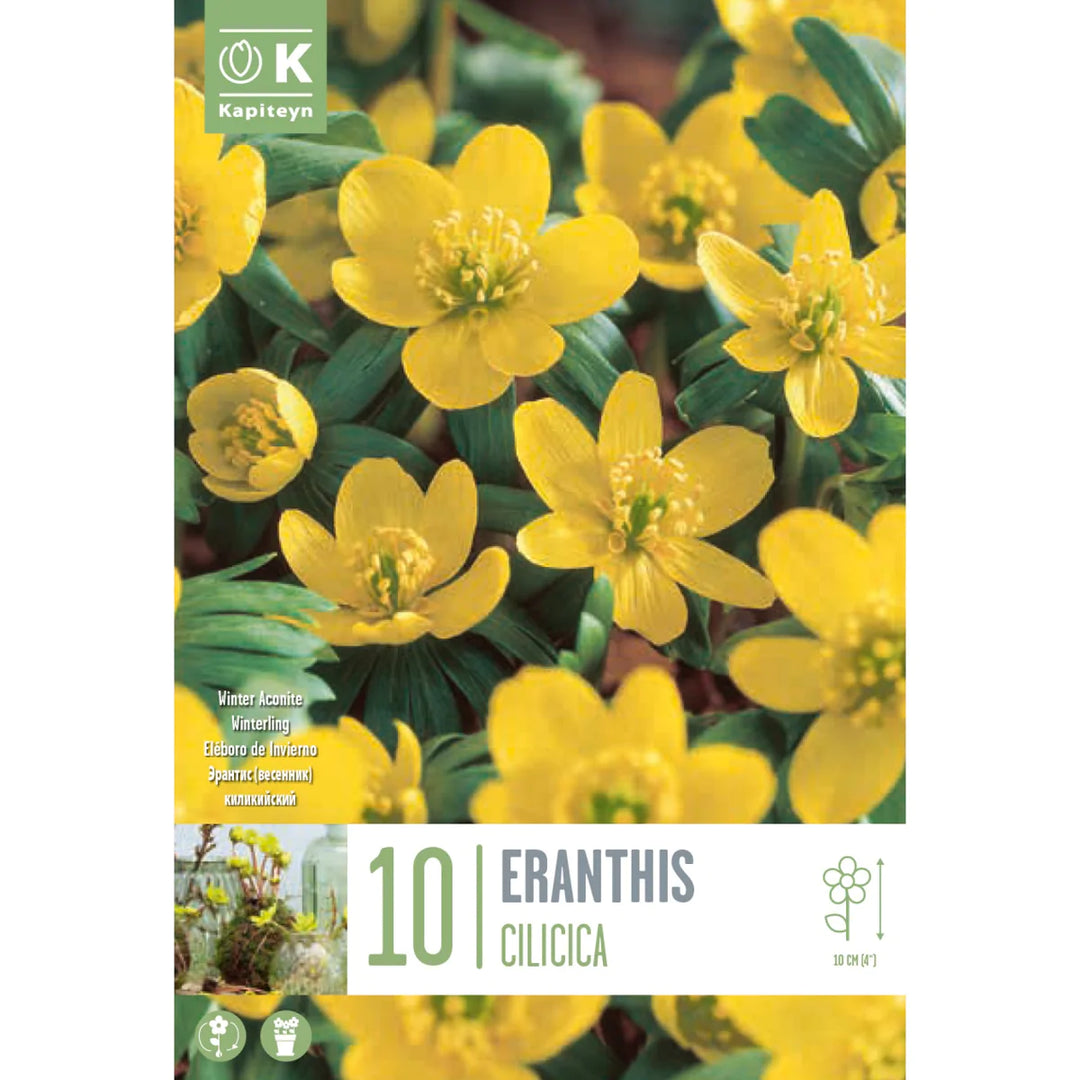 ERANTHIS CILICICA X 10