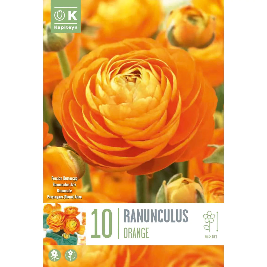 RANUNCULUS AVIV ORANGE 10