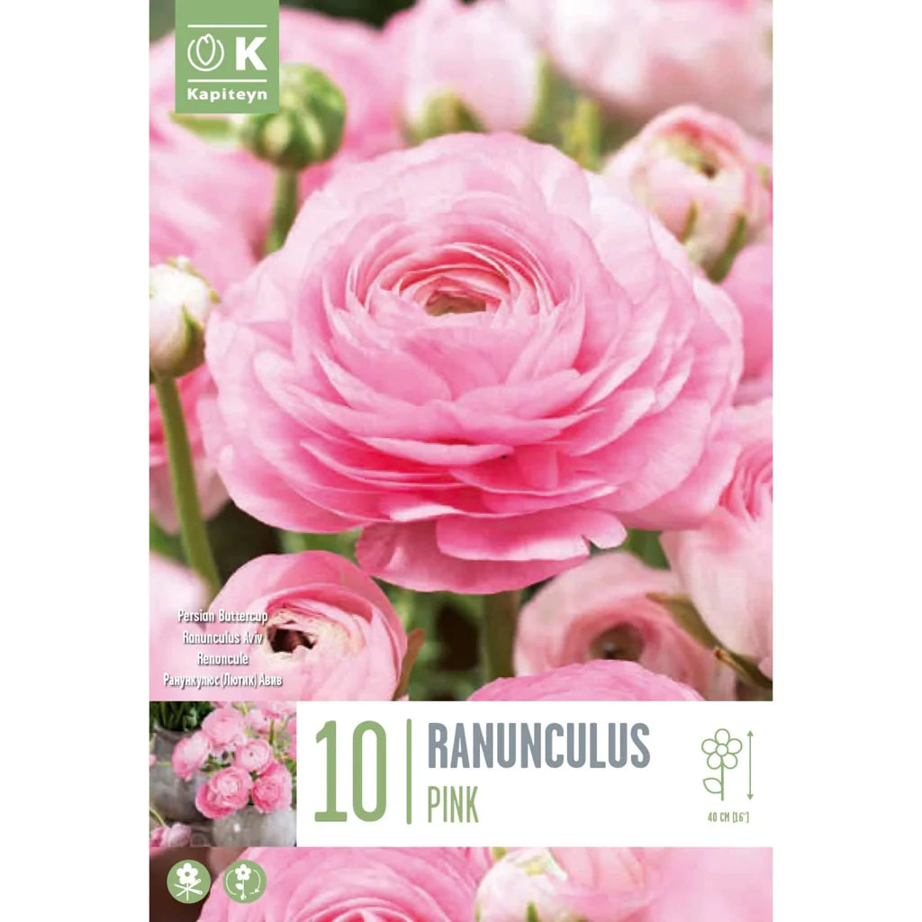 RANUNCULUS AVIV PINK x 10
