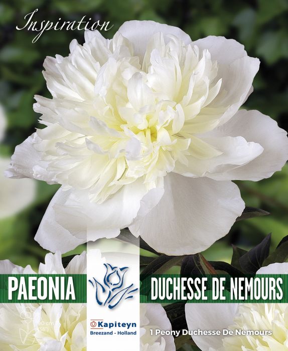 PAEONIA DUCHESSE DE NEMOURS x 1
