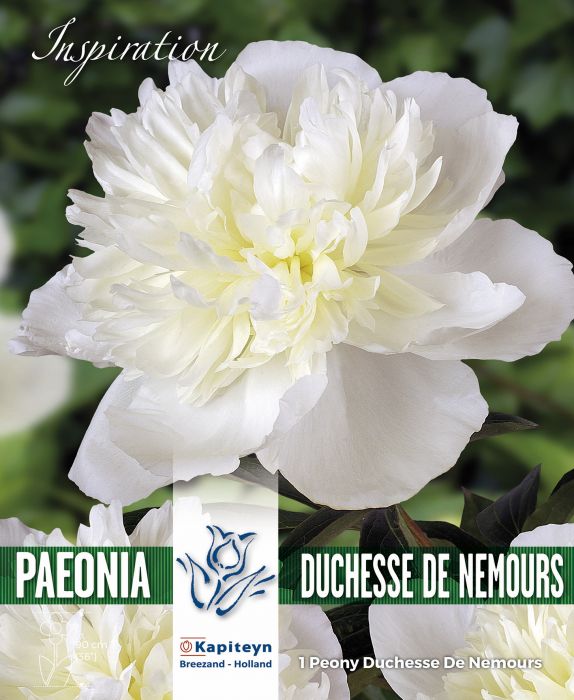 PAEONIA DUCHESSE DE NEMOURS 1