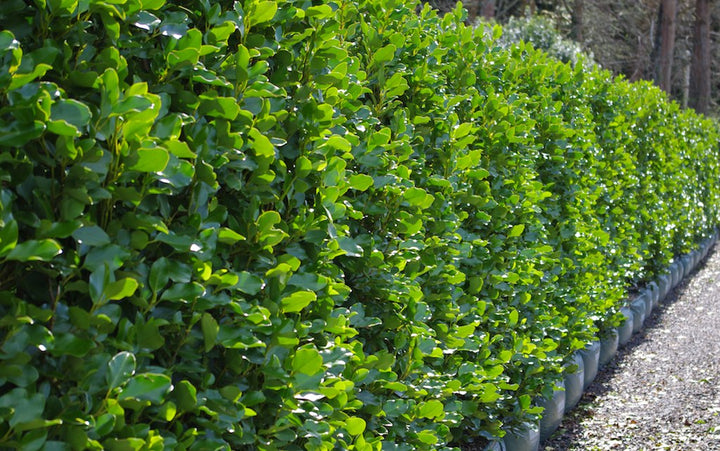Griselinia Littoralis 5Lt - Hedging - Windyridge Garden Centre