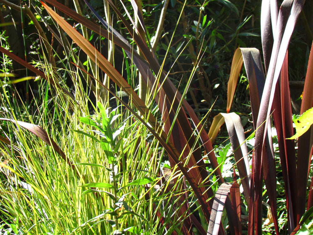 Phormium Black Adder - Herbaceous - Windyridge Garden Centre