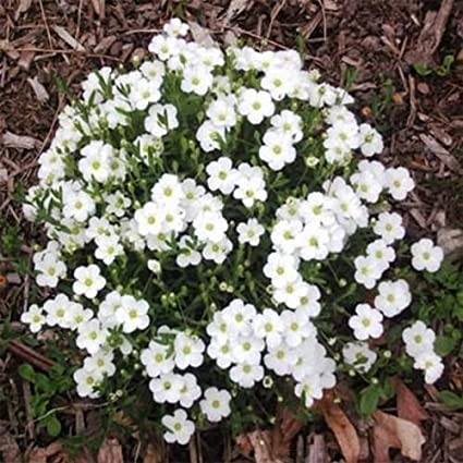 Arenaria 3 Ltr