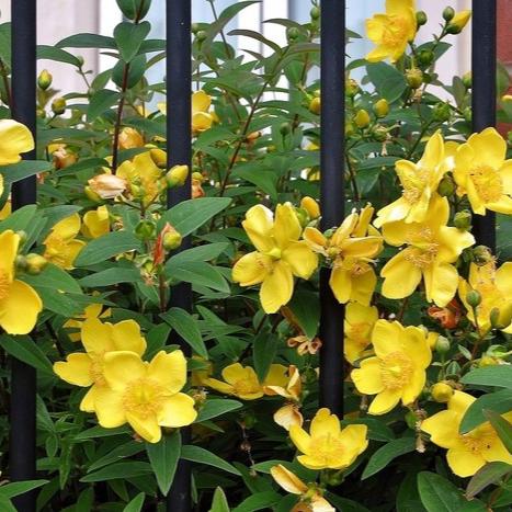 Hypericum Hidcote