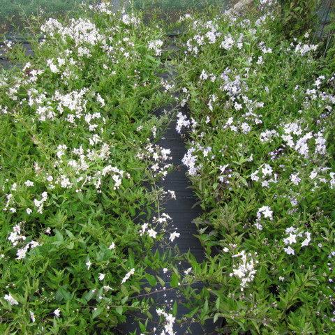 Solanum jasminoides / P19, on a stem