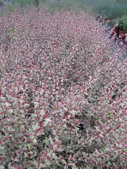 MYRTUS Flambeau 12.95