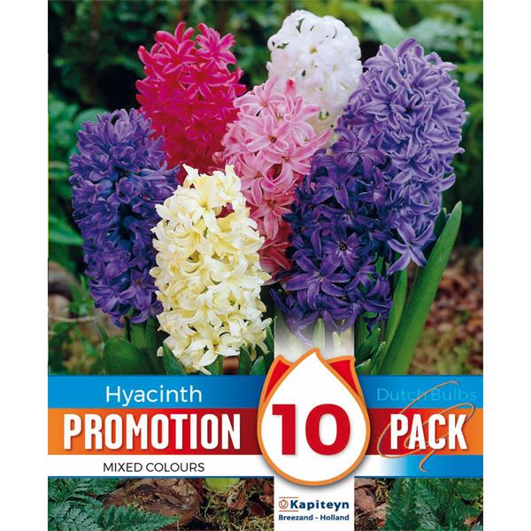 HYACINTHUS MIXED COLOURS