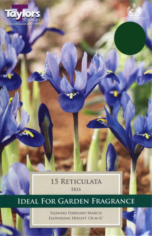 IRIS RETICULATA HARMONY 12