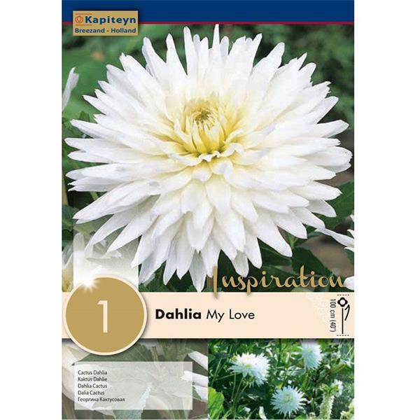 DAHLIA MY LOVE