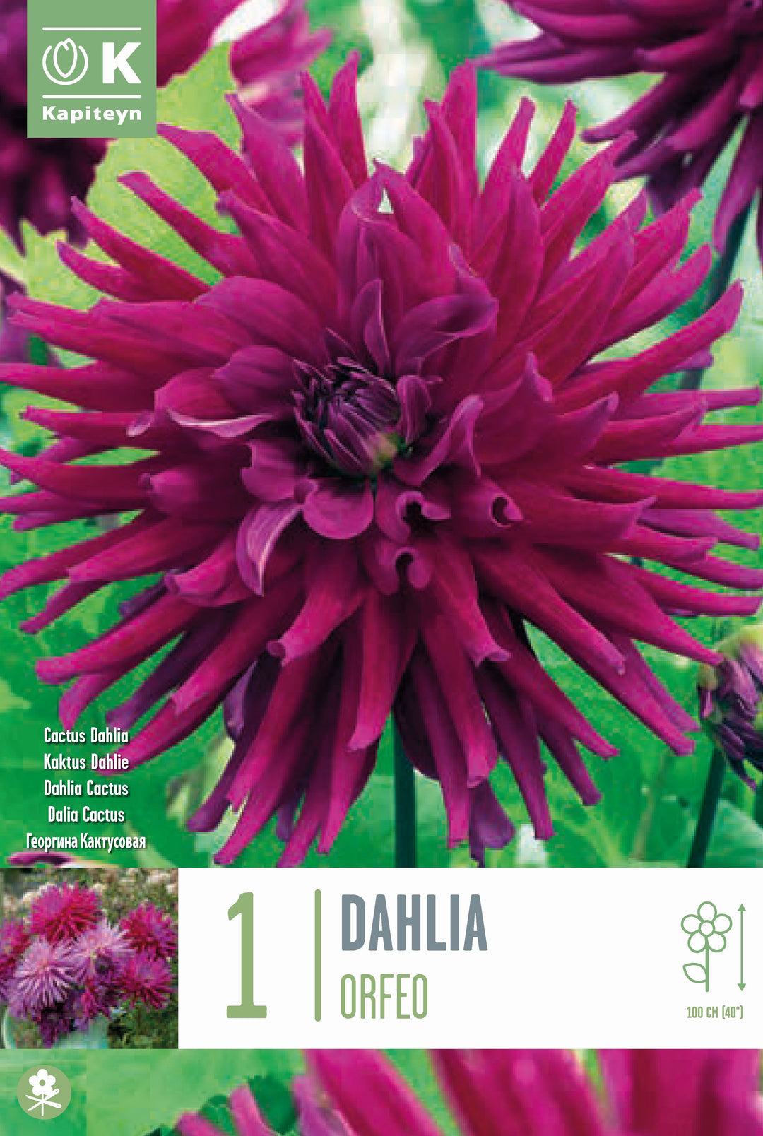 DAHLIA ORFEO x 1