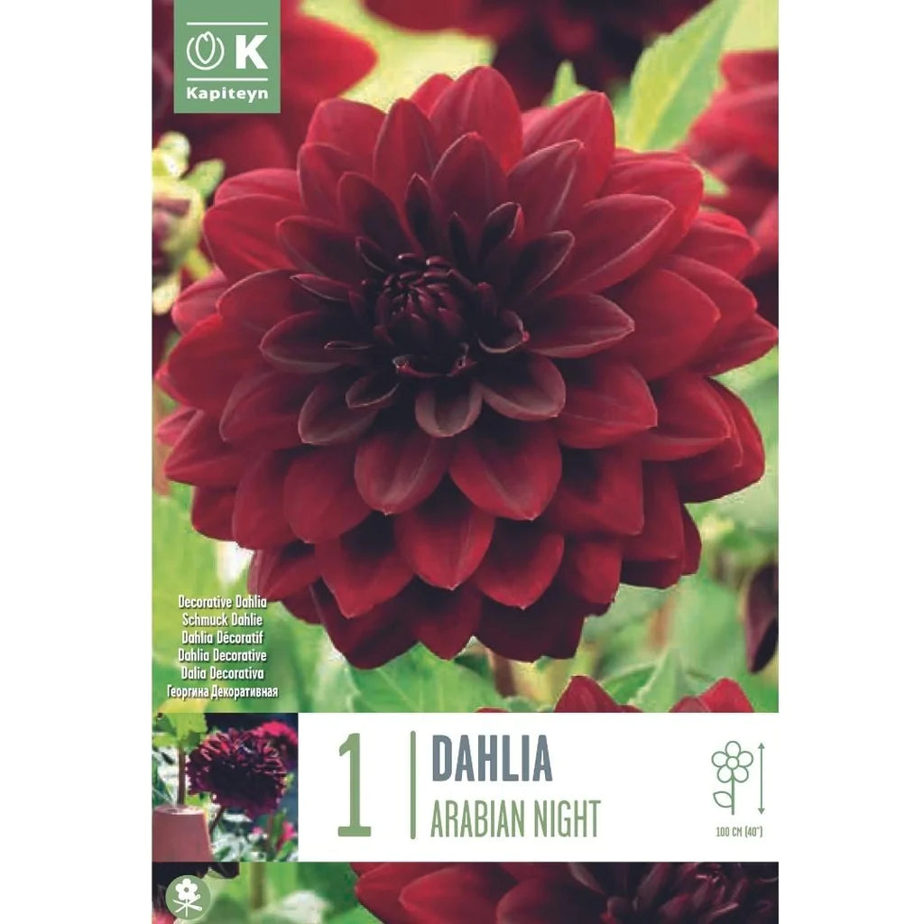 DAHLIA ARABIAN NIGHT