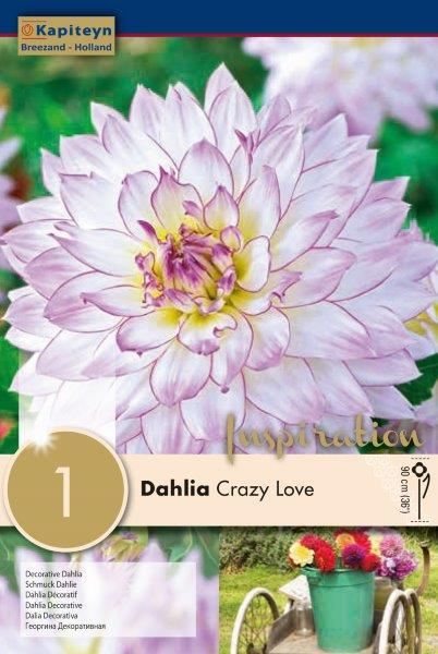DAHLIA CRAZY LOVE x 1