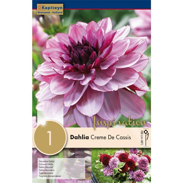 DAHLIA CREME DE CASSIS