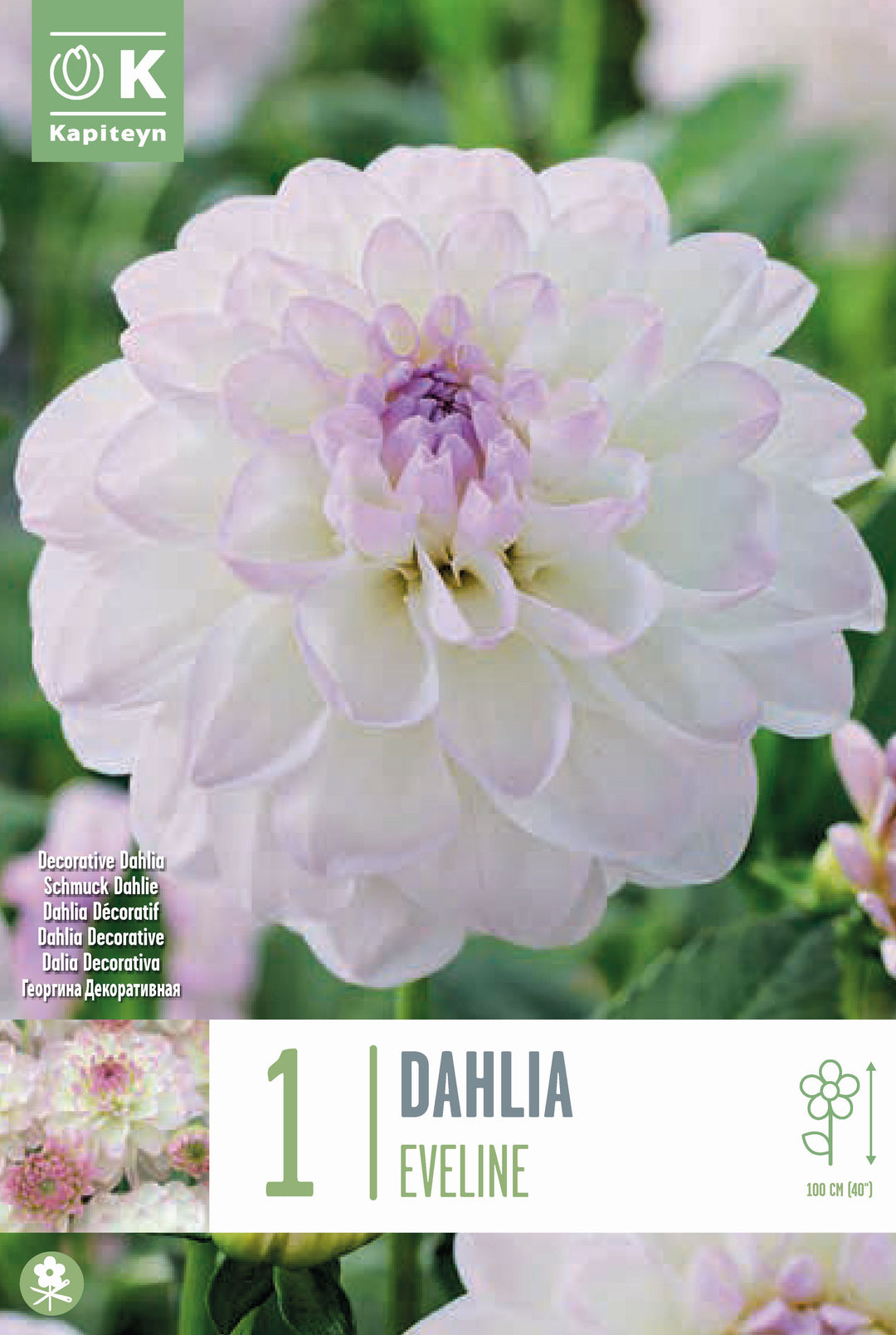 DAHLIA EVELINE