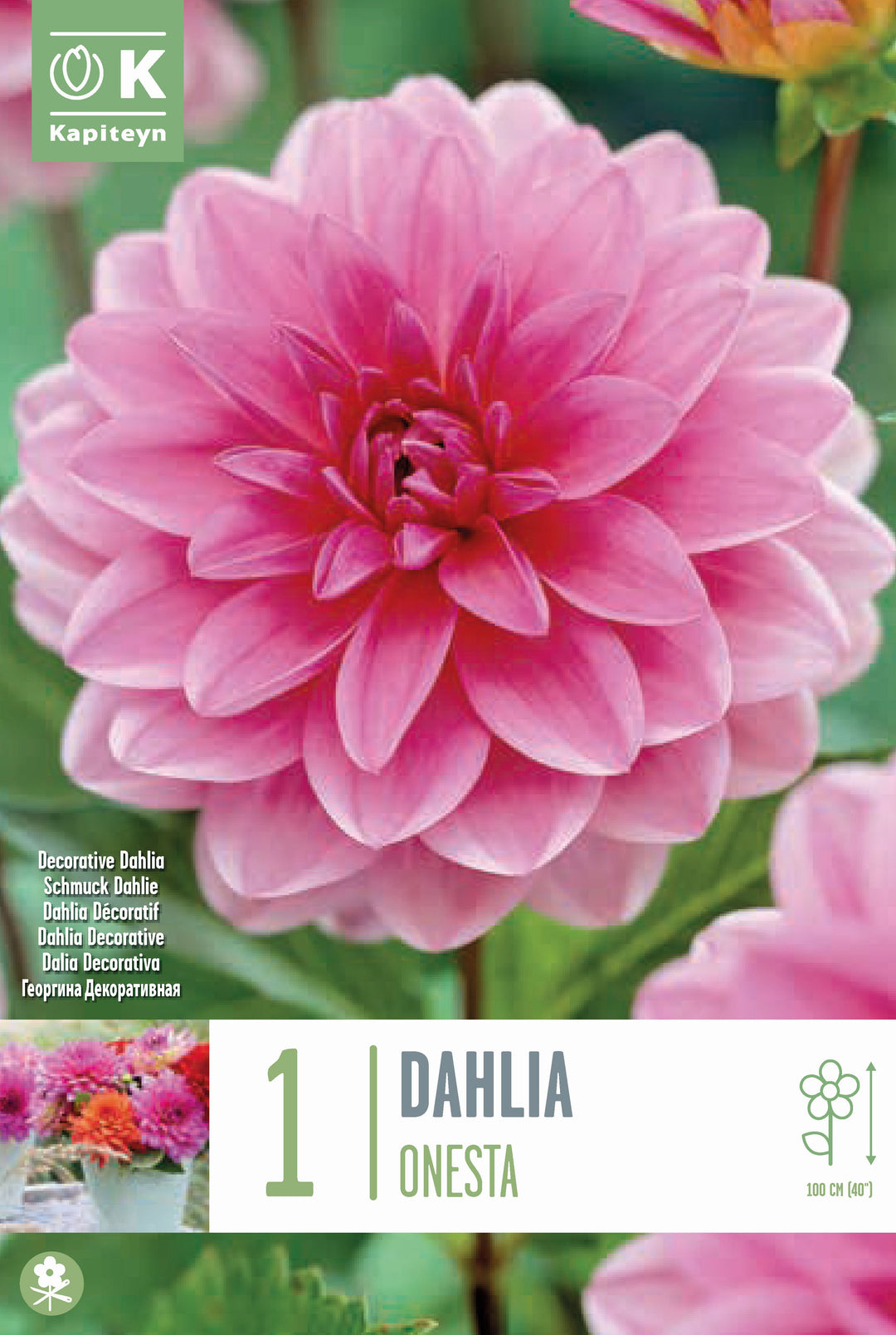 DAHLIA ONESTA x 1