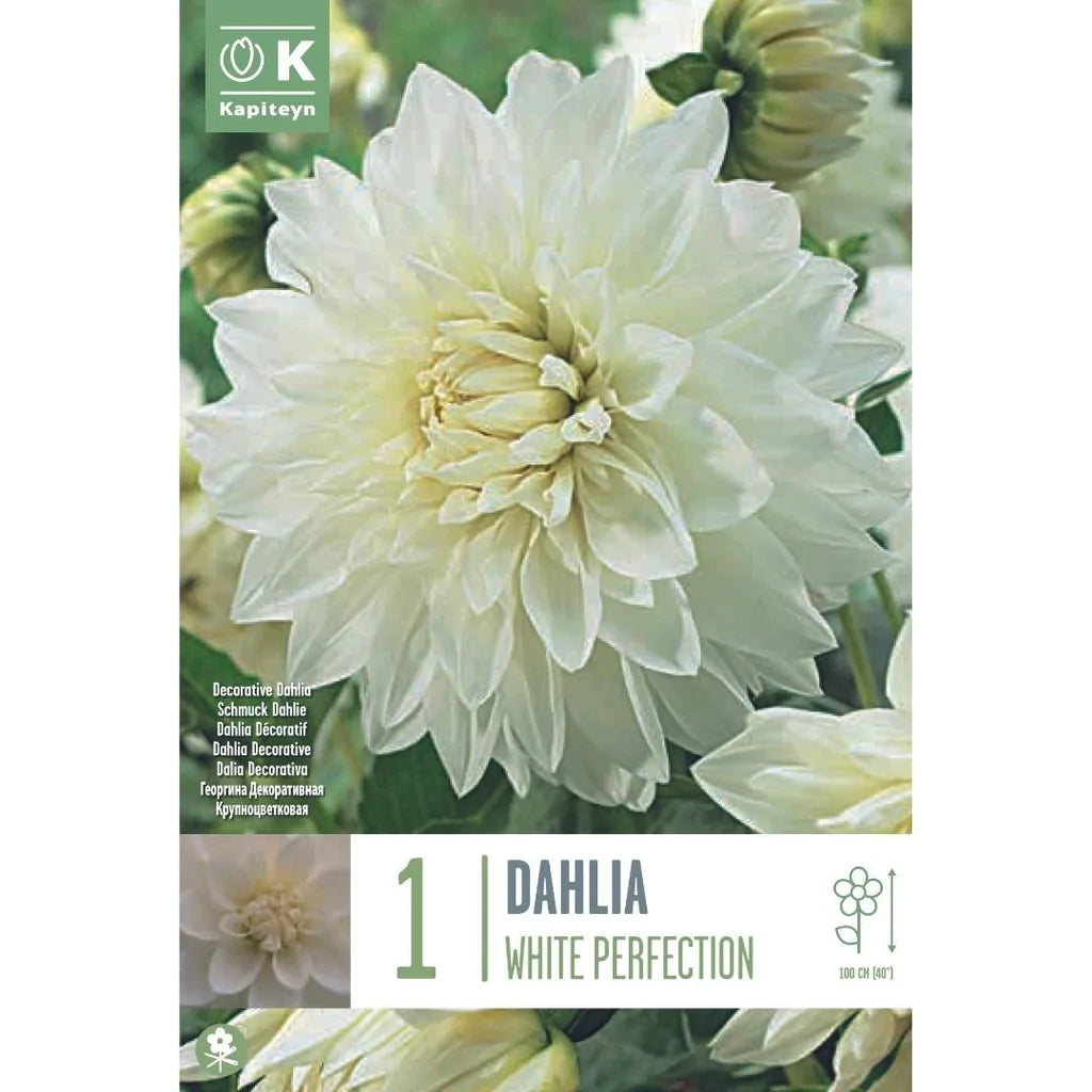 DAHLIA WHITE PERFECTION