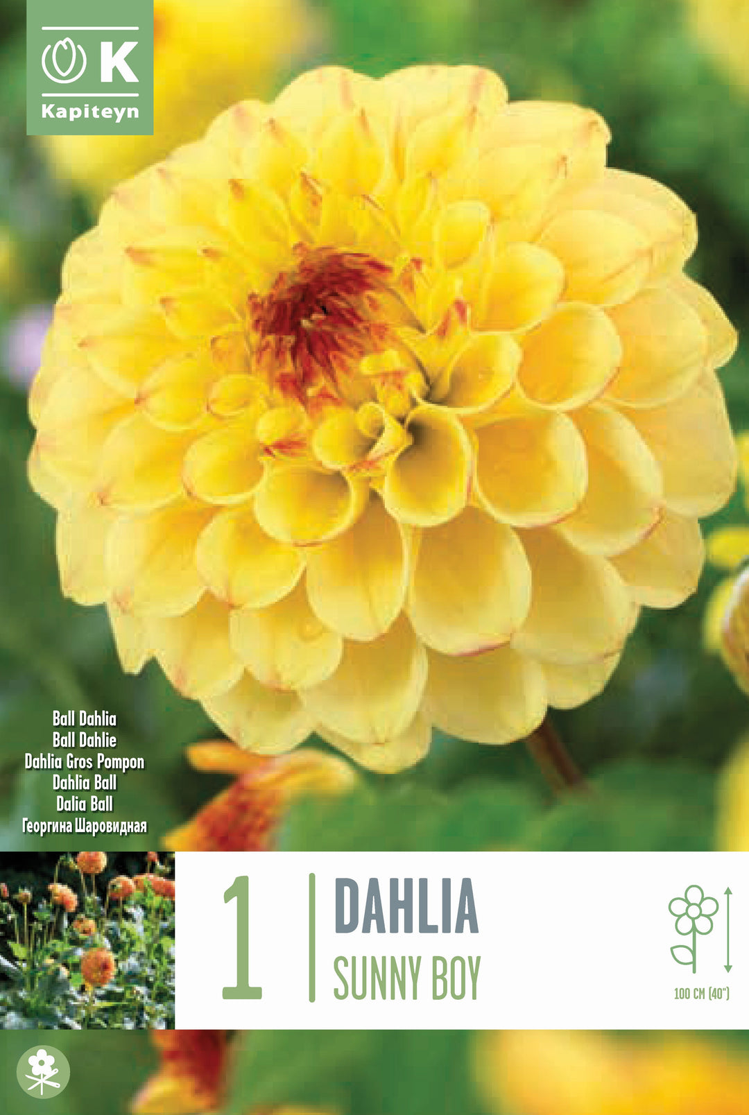 DAHLIA SUNNY BOY