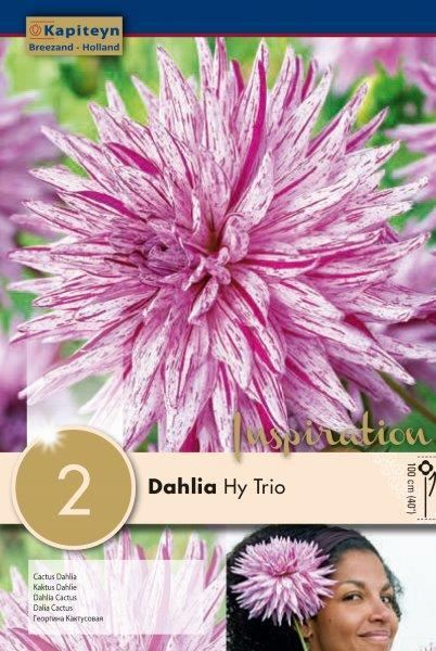 DAHLIA HY TRIO