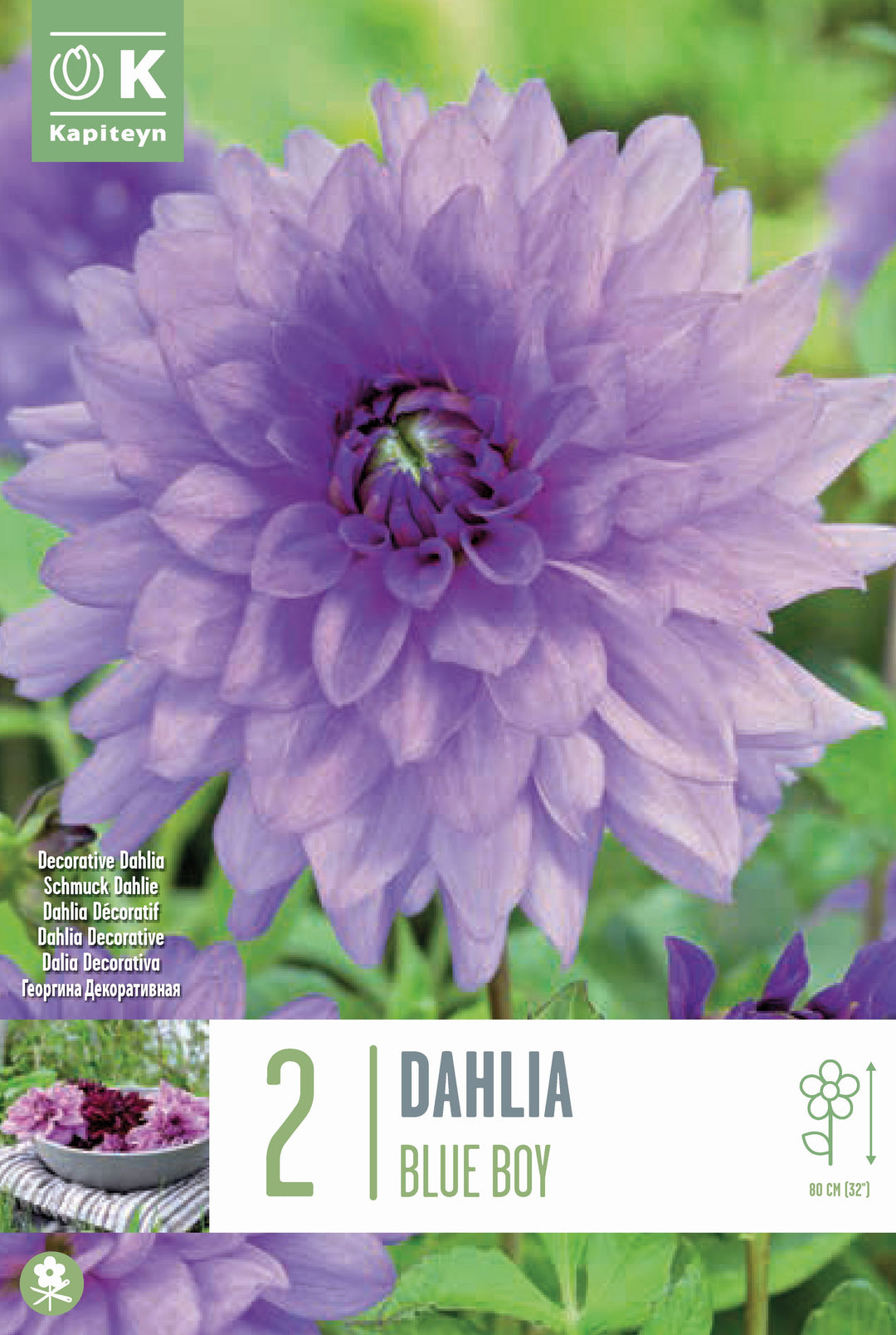 DAHLIA BLUE BOY x 2
