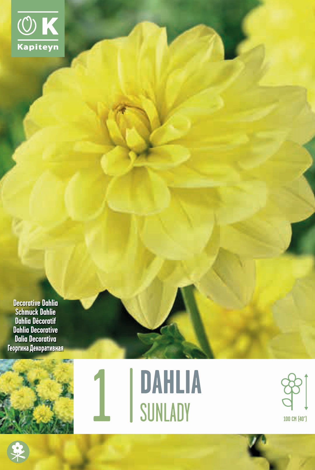 DAHLIA SUNLADY x 1
