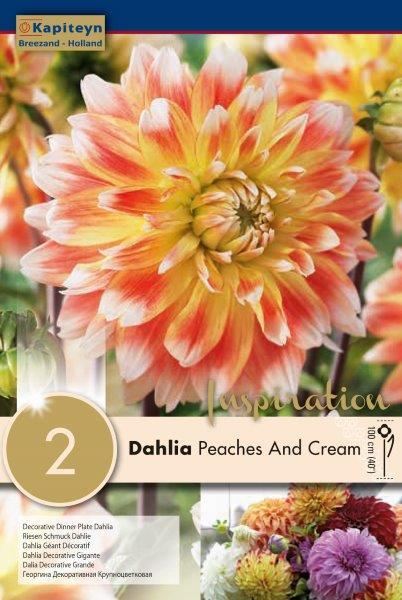 DAHLIA PEACHES AND CREAM x 2