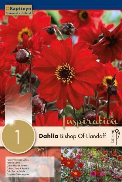 DAHLIA BISHOP OF LLANDAFF x 1
