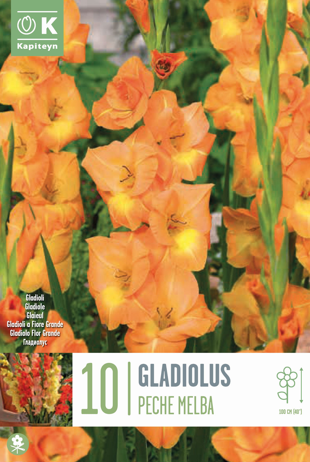 GLADIOLUS PECHE MELBA 10