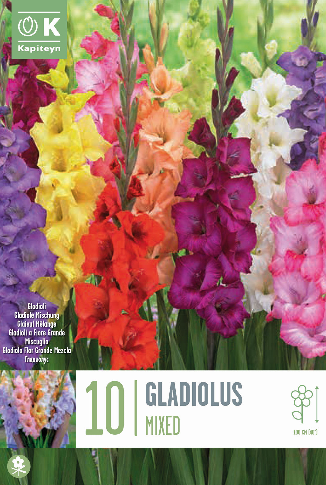 GLADIOLUS MIXED COLOURS 10