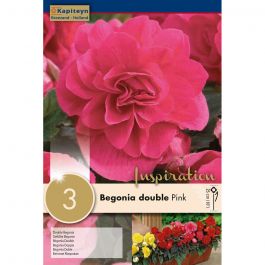 BEGONIA DOUBLE PINK 3