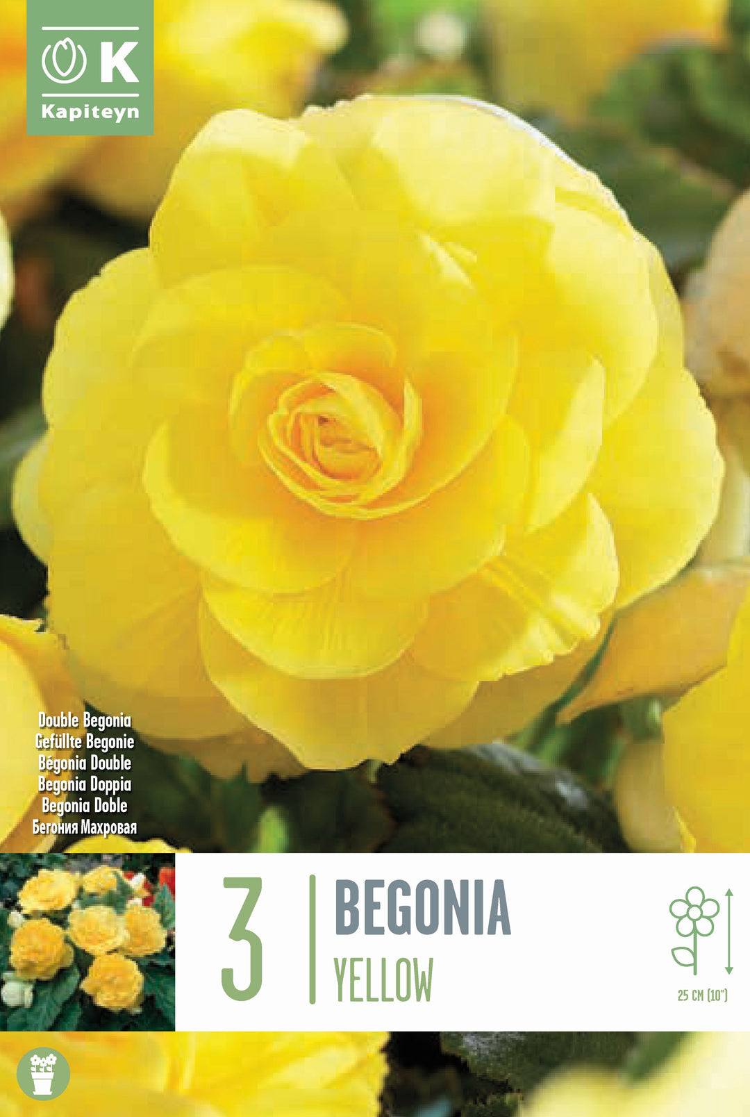 BEGONIA DOUBLE YELLOW x 3