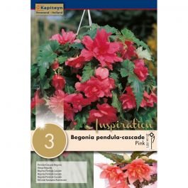 BEGONIA PENDULA CASCADE PINK 3