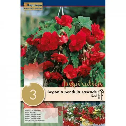 BEGONIA PENDULA CASCADE RED 3