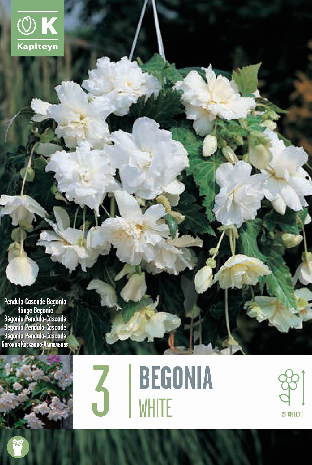 BEGONIA PENDULA CASCADE WHITE 3