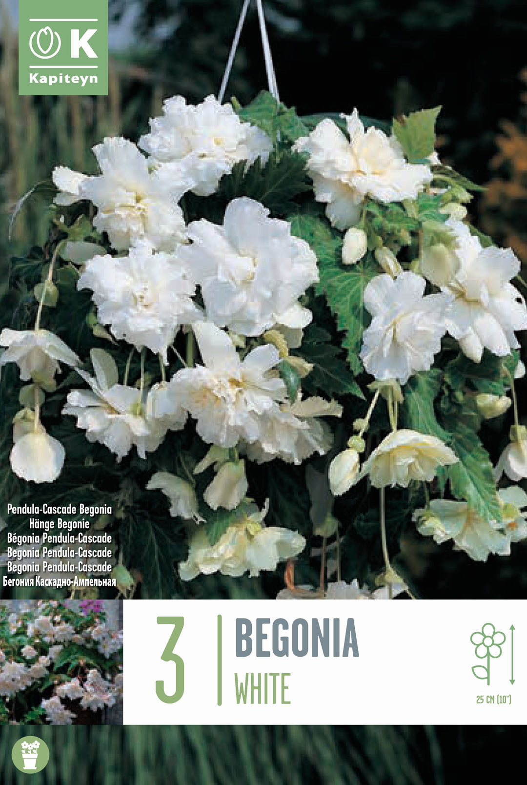 BEGONIA PENDULA CASCADE WHITE x 3