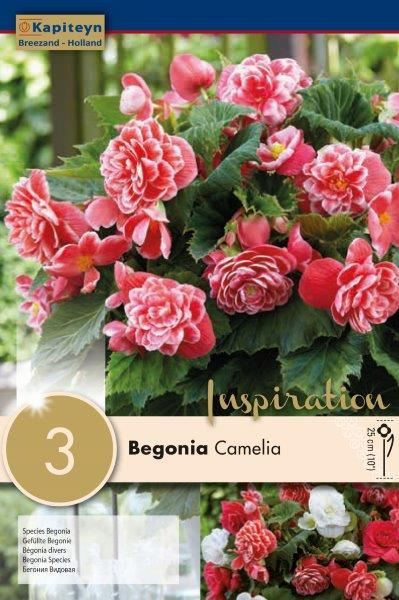 BEGONIA CAMELIA