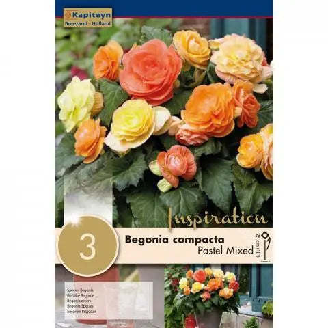 BEGONIA COMPACTA PASTEL x 3