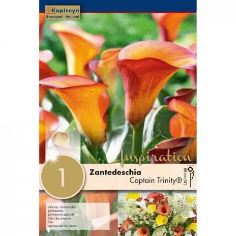 Zantedeschia Captain Trinity - Bulbs - Windyridge Garden Centre