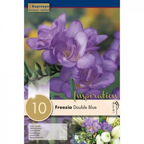 FREESIA BLUE 10