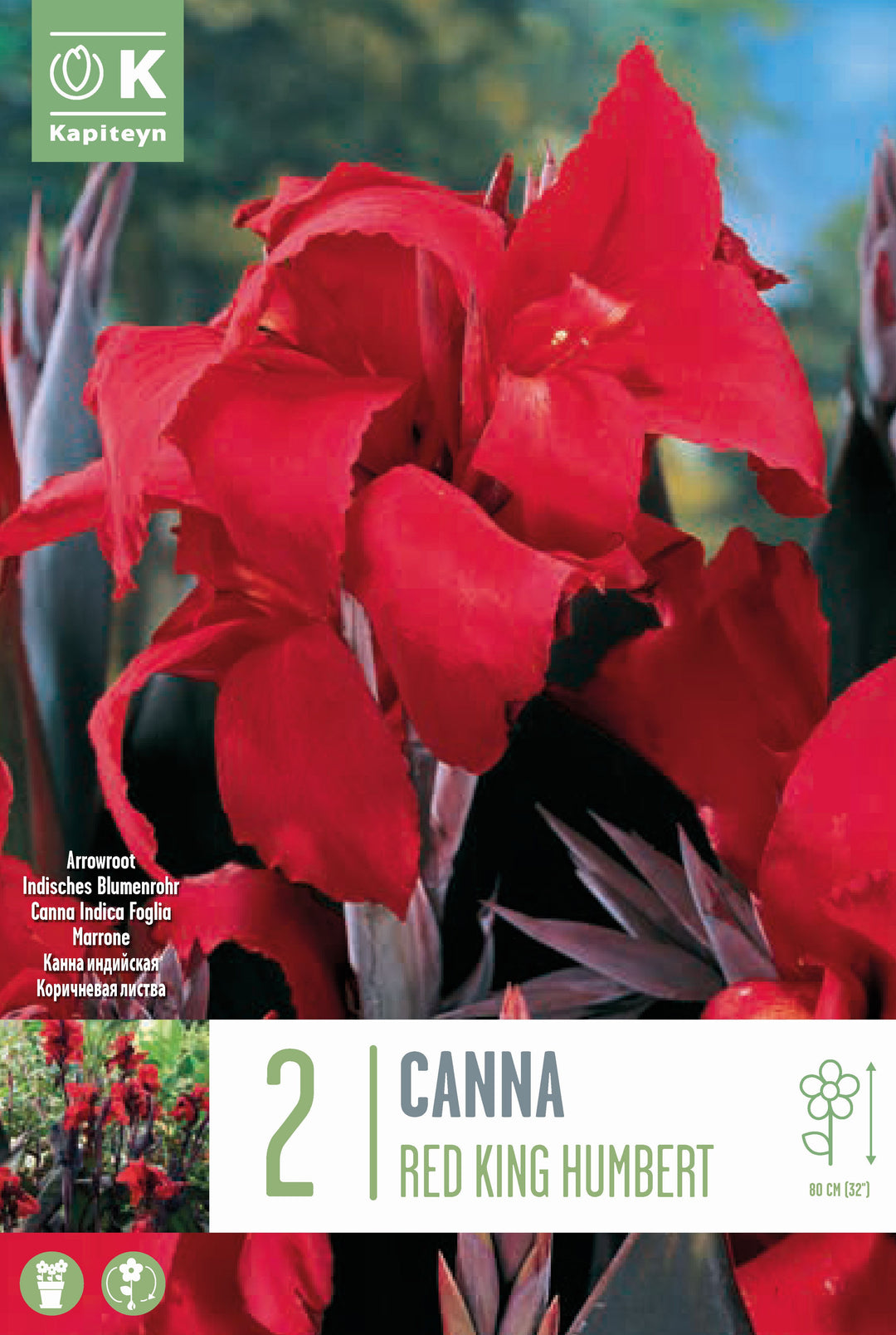 CANNA RED KING HUMBERT BROWN LEAF