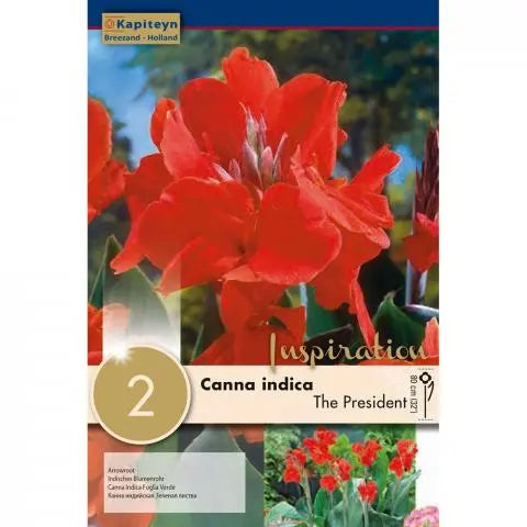 CANNA THE PRESIDENT GREEN LEAF