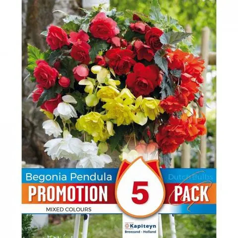 PROMO BEGONIA CASCADE PENDULA MIXED COLOURS x 4