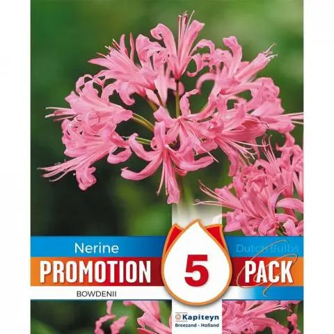 Promo Nerine Bowdenii 5 - Bulbs - Windyridge Garden Centre